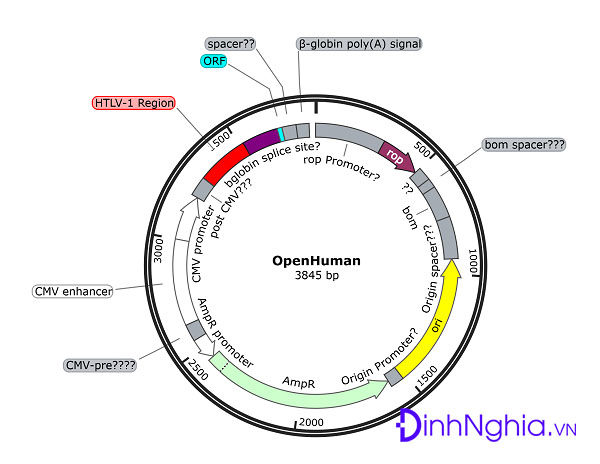 tìm hiểu khái niệm plasmid là gì
