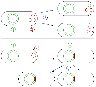 cấu hình plasmid là gì