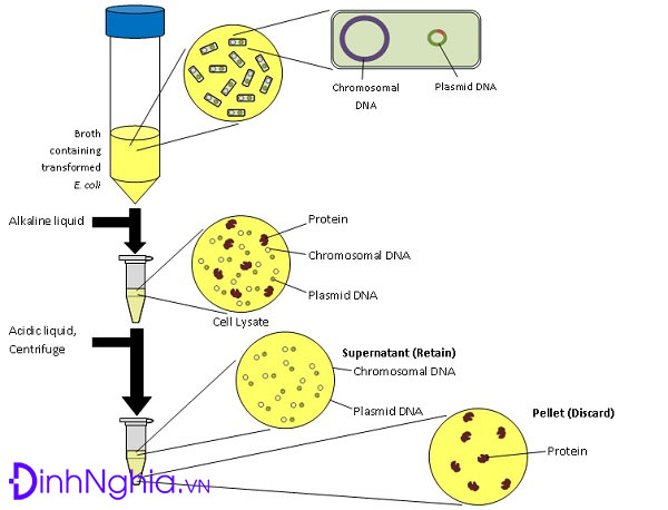 ứng dụng của plasmid là gì