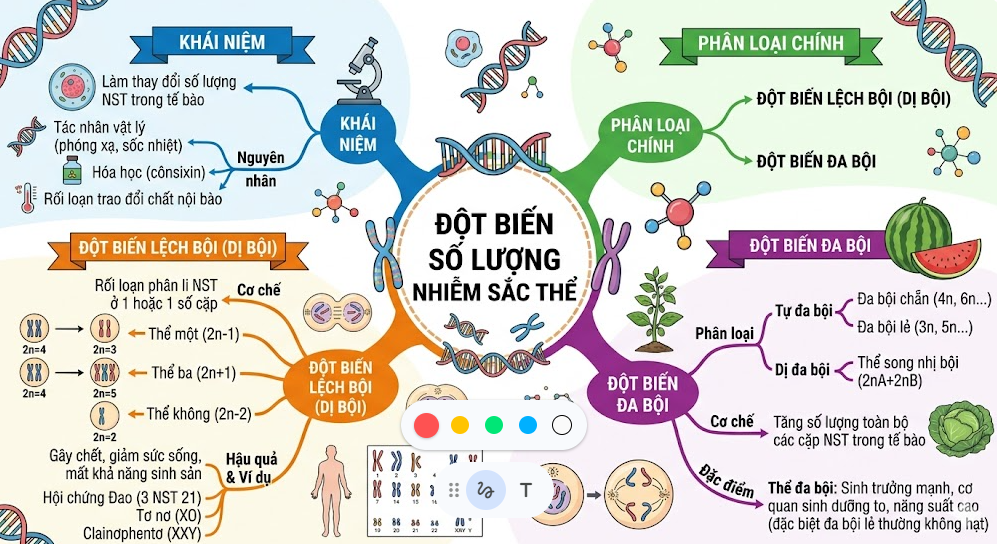 sơ đồ tư duy đột biến số lượng nhiễm sắc thể