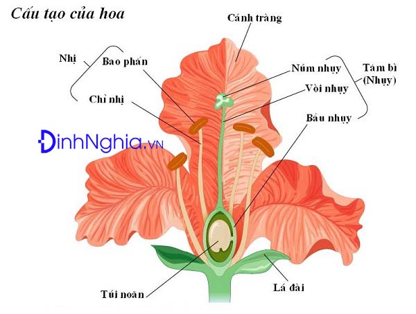 những đặc điểm của sinh sản hữu tính là gì