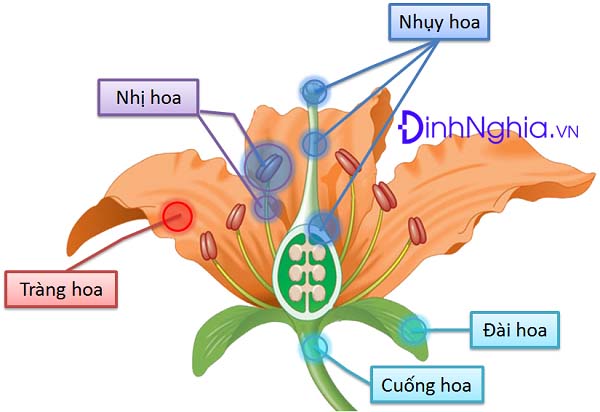 sinh sản hữu tính là gì và so sánh sinh sản hữu tính giữa động vật và thực vật 