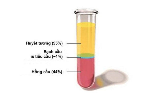 Lipid huyết tương là gì? Chức năng của lipid huyết tương