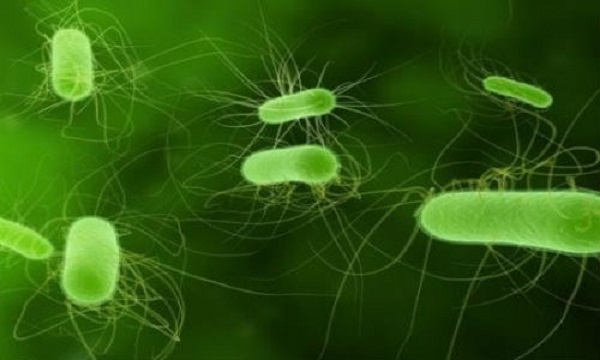 Hình ảnh vi khuẩn Escherichia coli của giới khởi sinh qua kính hiển vi