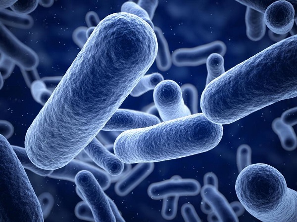 Loại vi khuẩn cổ Bacillus F của giới khởi sinh tìm thấy trong lớp băng vĩnh cửu
