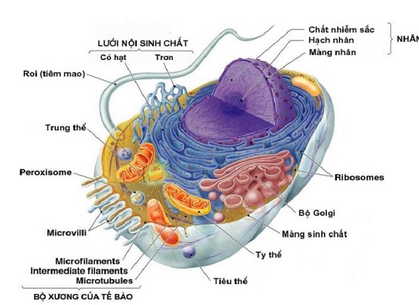 cấu tạo tế bào prokaryota và vùng nhân