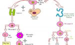 tế bào lympho là gì và phân loại tế bào lympho