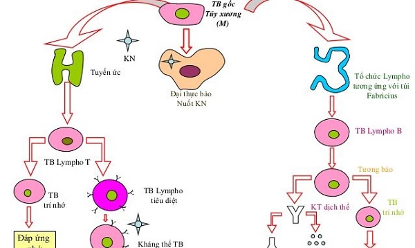 tế bào lympho là gì và phân loại tế bào lympho 