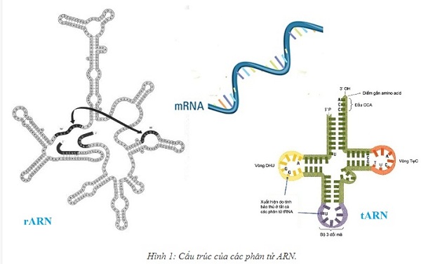 đặc điểm cấu trúc của gen trong bài 17 mối quan hệ giữa gen và arn