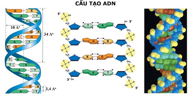mô tả cấu trúc không gian của adn và hình ảnh cấu trúc adn