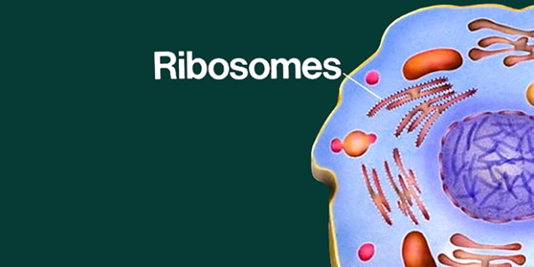 vị trí của các ribosome liên kết trong tế bào