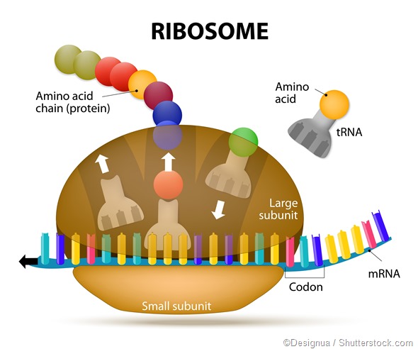 cấu trúc của riboxom và ribosome liên kết