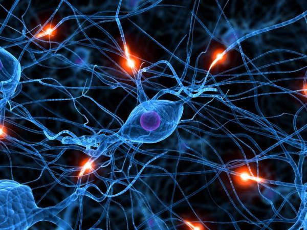 nơron thần kinh là gì và trình bày cấu tạo của nơron thần kinh