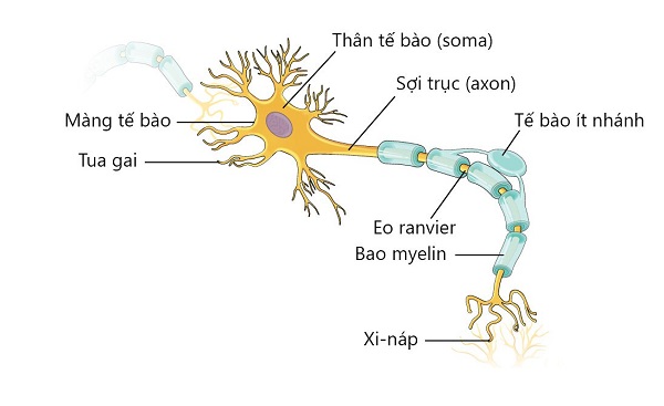 trình bày cấu tạo của nơron thần kinh – sợi trục