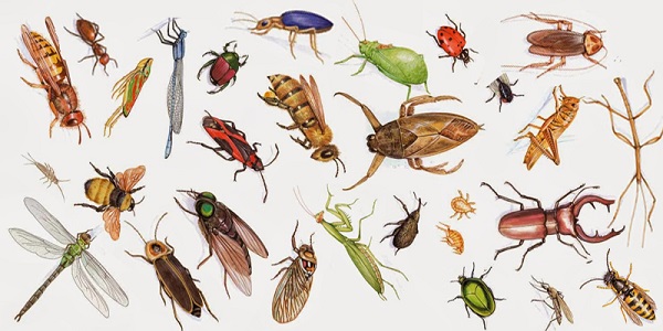 lớp sâu bọ vô cùng phong phú và đa dạng 