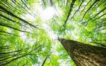 rừng là gì và một số biện pháp bảo vệ rừng