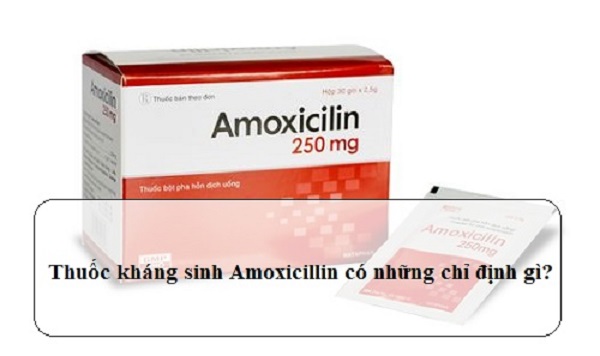 amoxicillin là thuốc gì và những chỉ định khi sử dụng 