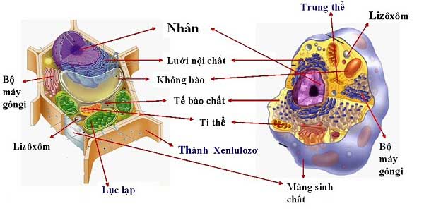 Lysosome  Wikipedia tiếng Việt